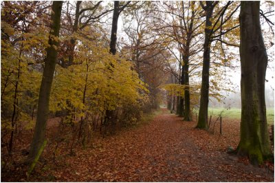 beukenlaan achter kasteel Neuborg