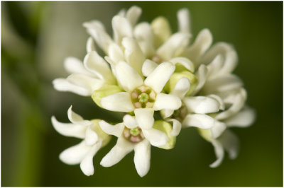 glad Parelzaad - Lithospermum officinale