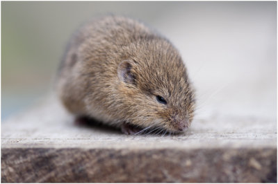 Veldmuis - Microtus arvalis