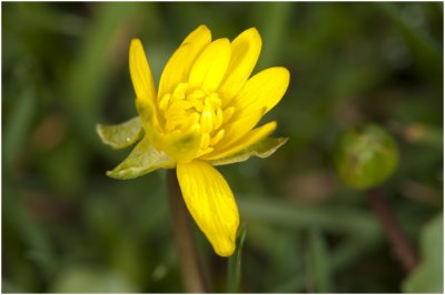 gewoon Speenkruid - Ranunculus ficaria