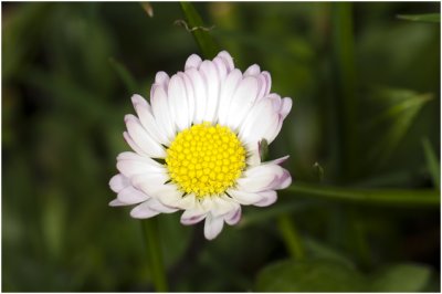 Madeliefje - Bellis perennis