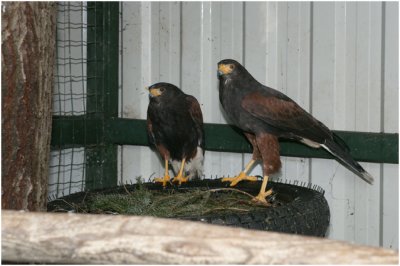 Amerikaanse Woestijnbuizerd - Parabuteo Unicinctus