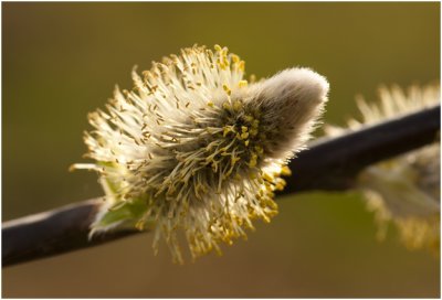 Bos- of Waterwilg - Salix caprea