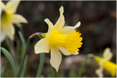 wilde Narcis  - Narcissus pseudonarcissus