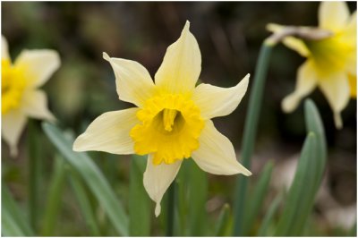 wilde Narcis - Narcissus pseudonarcissus