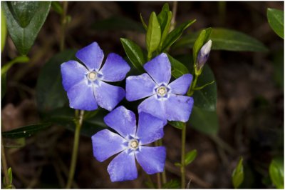 kleine Maagdenpalm - Vinca minor