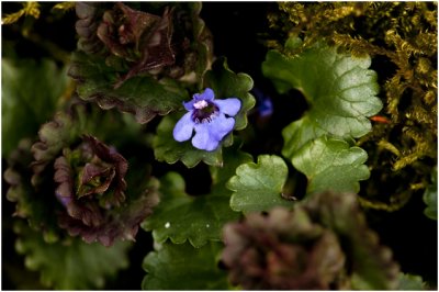 Hondsdraf - Glechoma hederacea