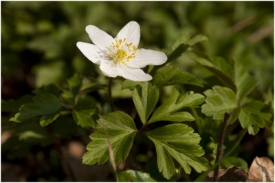 Bosanemoon - Anemone nemorosa