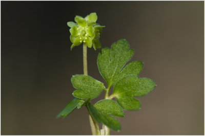 Muskuskruid - Adoxa moschatellina