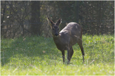 Reegeit op de Keutenberg