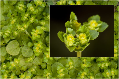 verspreidbladig Goudveil - Chrysosplenium alternifolium