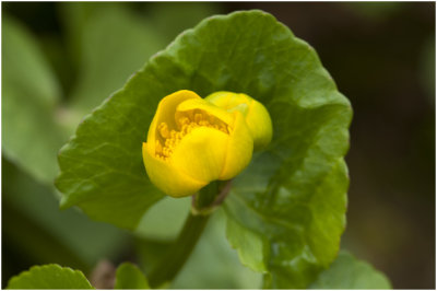 gewone Dotterbloem - Caltha palustris