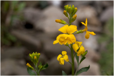 Muurbloem - Erysimum cheiri