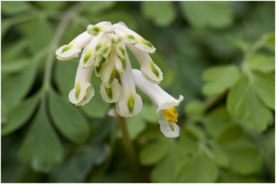 geelwitte Helmbloem - Corydalis ochroleuca