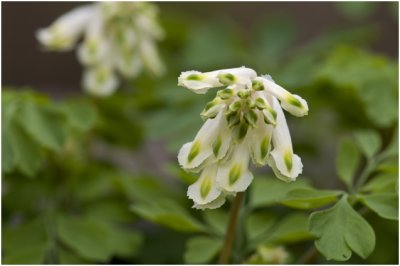 geelwitte Helmbloem - Corydalis ochroleuca