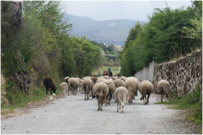 schapenherder