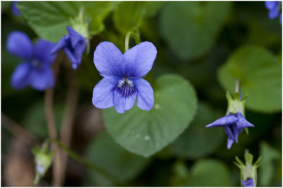 donkersporig Bosviooltje - Viola reichenbachiana