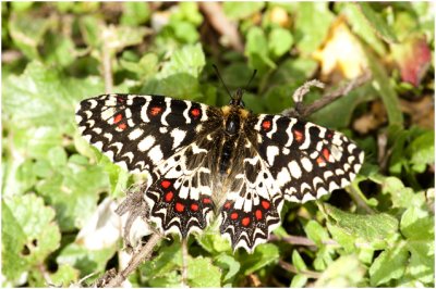 Spaanse pijpbloemvlinder - Zerynthia rumina