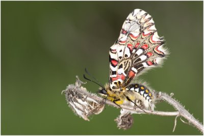 Spaanse pijpbloemvlinder - Zerynthia rumina