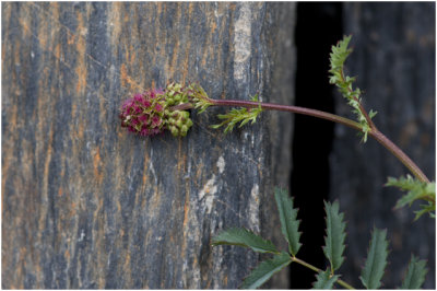 kleine Pimpernel - Sanguisorba minor
