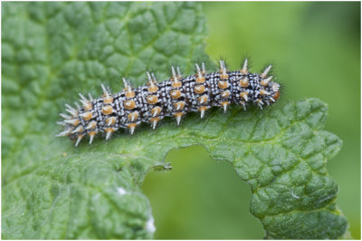 rups van de Toortsparelmoervlinder