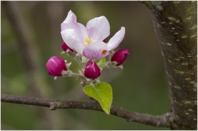 appelbloesem