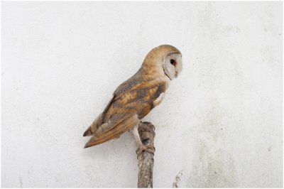 Kerkuil – Tyto alba – Barn Owl - Coruja-das-torres