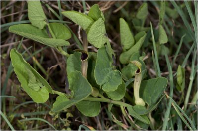 Pijpbloemsoort - Aristolochia pistolochia