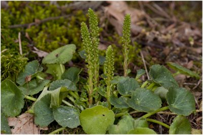 Navelkruid - Umbilicus rupestris
