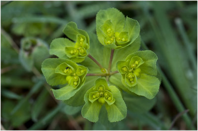 Heksenmelk - Euphorbia esula