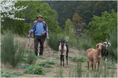 Geitenherder
