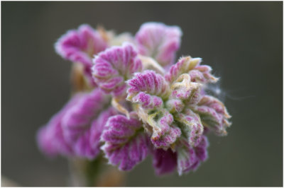 beginnend blad van de Fluweelboom