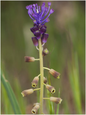 Kuifhyacint - Muscari comosum