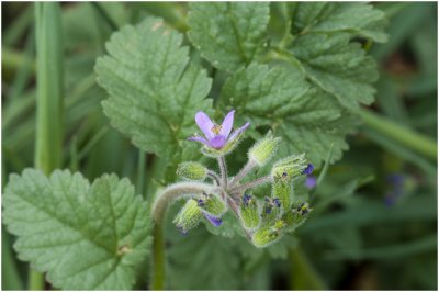 Muskusreigersbek - Erodium moschatum