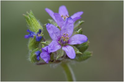 Muskusreigersbek - Erodium moschatum