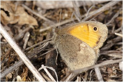Hooibeestje - Coenonympha pamphilus