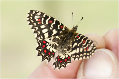 Spaanse pijpbloemvlinder - Zerynthia rumina