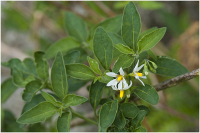 grote Nachtschade - Solanum chenopodioides