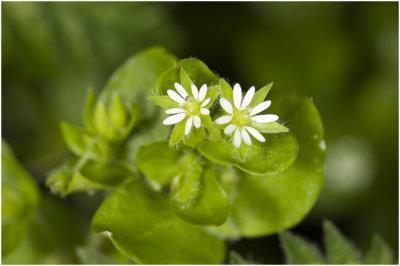 Vogelmuur - Stellaria media