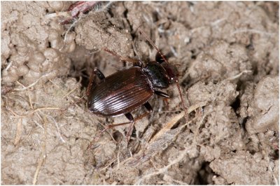 Oeverloper - Nebria brevicollis