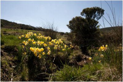 wilde Narcissen