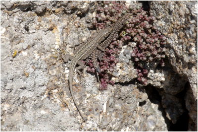 Muurhagedis - Podarcis muralis
