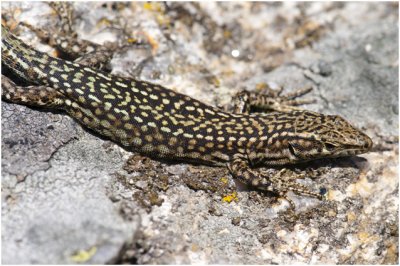 Muurhagedis - Podarcis muralis