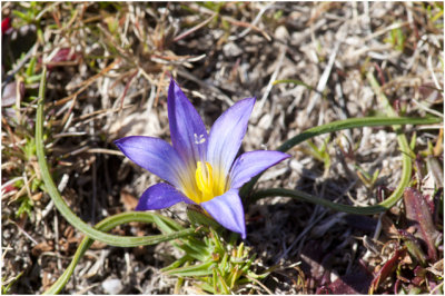 Schijncrocus - Romulea bulbocodium