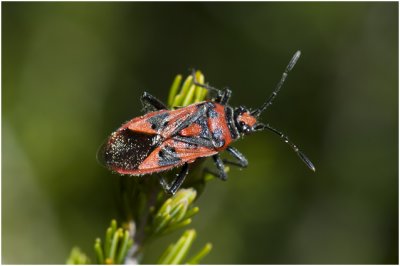 Kaneelwants - Corizus hyoscyami