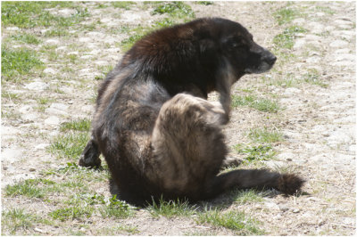 Cão da Serra da Estrêla