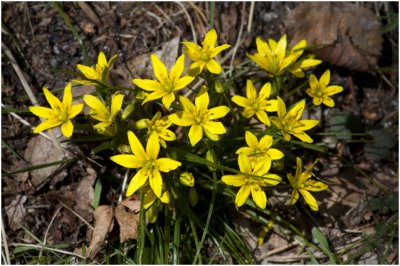 Bosgeelster - Gagea lutea