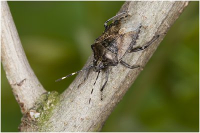 grauwe Veldwants - Rhaphigaster nebulosa