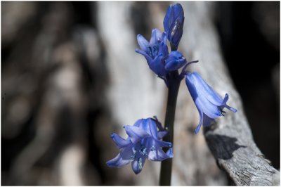 Spaanse boshyacint  - Hyacinthoides hispanica