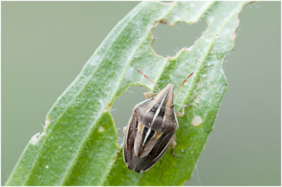 Mijterwants - Aelia acuminata